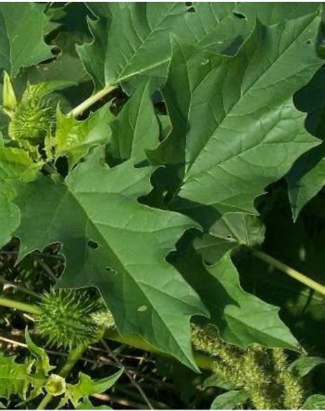 belladonna pmv|Ultrastructure of Datura stramonium leaves infected with .